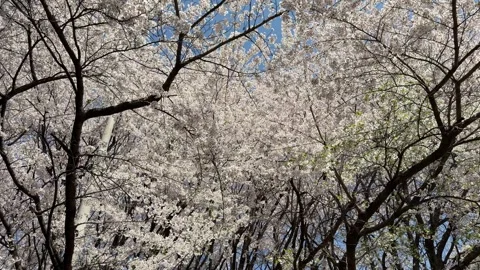 Lush cherry blossom canopy in full bloom against clear blue sky Stockbeeldmateriaal 334220010