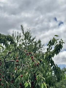 Lush Cherry Branches Beneath Grey Clouds Stock Photos