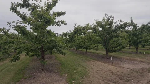Lush cherry orchard landscape in New Zealand. Stock Footage 341691443