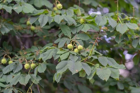 Lush chestnut tree branches filled with rich green leaves and budding green f Stock Photos