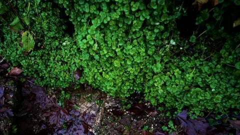 Lush clover patch with wet fallen leaves Vídeos de archivo 265165753