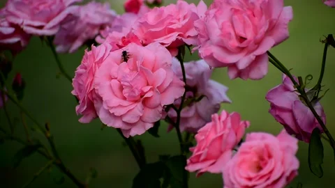 Lush Cluster of Bright Pink Roses Blooming in a Garden on Green Background Stock Footage 306567777