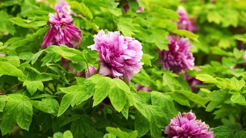 A lush cluster of pink tree peonies among green leaves Stock Footage 332600191