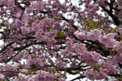 Lush Clusters of Pink Double-Flowered Cherry Blossoms Stock Photos