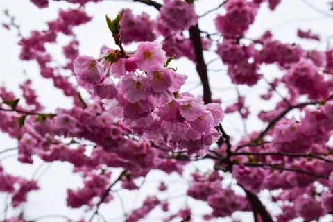 Lush Clusters of Pink Double-Flowered Cherry Blossoms Stock Photos