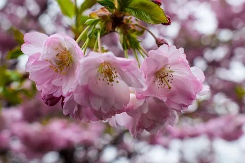 Lush Clusters of Pink Double-Flowered Cherry Blossoms Stock-Fotos