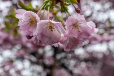 Lush Clusters of Pink Double-Flowered Cherry Blossoms Stock Photos