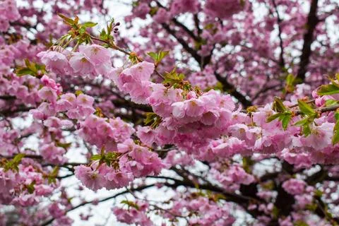 Lush Clusters of Pink Double-Flowered Cherry Blossoms Stock Photos
