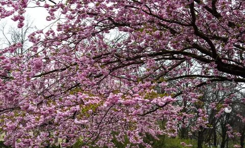 Lush Clusters of Pink Double-Flowered Cherry Blossoms Stock Photos
