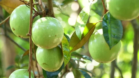 Lush Clusters of Ripe Lo Ren Star Apples in Vietnam Orchard Stock Footage 327014469