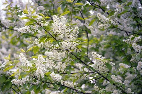 Lush clusters of white bird cherry blossoms in uniform lighting. Background Stock Photos
