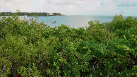 Lush Coastal Vegetation Gently Overlooking the Calm and Tranquil Waters of the Stock Footage 313840053
