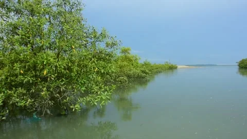 Lush CoastalV egetation Brackish Water High Tide Channel Stock Footage 319376360