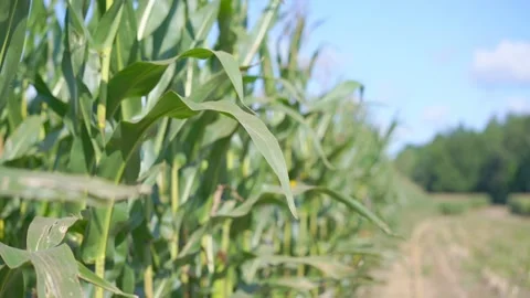 Lush corn foliage swaying with light wind growing on cornfield. Stock Footage 151590589