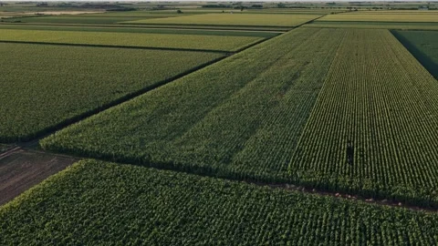 Lush Corn green fields in summer sunset, Agricultural Aerial 4k video Stock Footage 313337129