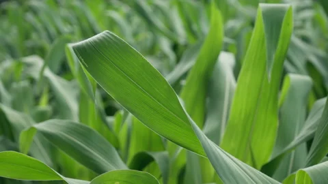 Lush corn leaves sway in a vibrant maize field during the summer season. Stock Footage 339365080