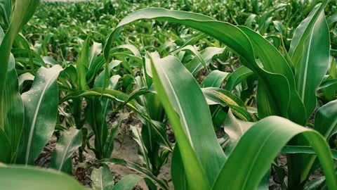 Lush Cornfield by the River, A lush green cornfield stretches towards the h.. Stock Footage 304916331