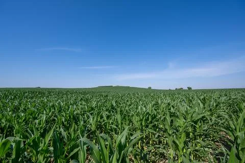 Lush cornfield in summer sunlight. Stock Photos