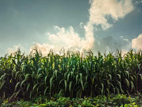 A lush cornfield under a partly cloudy sky, showcasing tall green corn stal.. Stock Photos