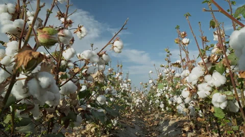 Lush cotton fields during harvest season Video stock 304953557