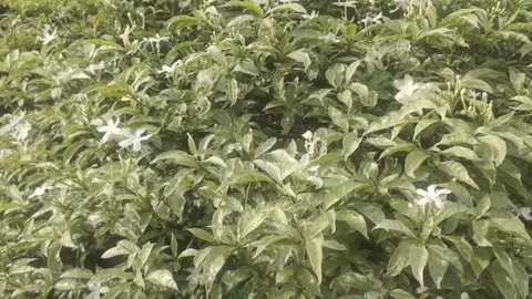 A Lush Crape Jasmine Plant Stock-Footage 301675595