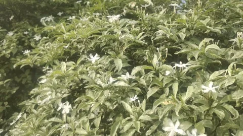 A Lush Crape Jasmine Plant Stock-Footage 301675596