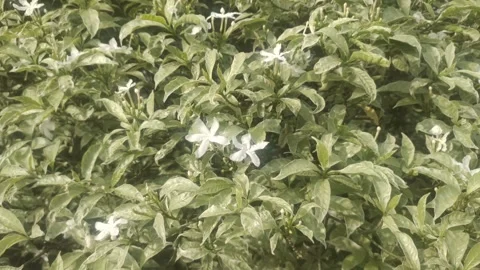 A Lush Crape Jasmine Plant Stock-Footage 301675599