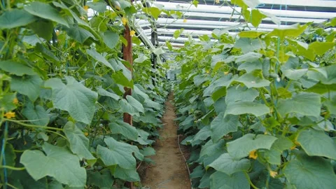 Lush cucumber rows inside greenhouse with plastic roof Stock Footage 313666294