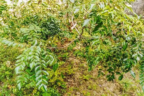 A lush curry leaf tree Stock Photos