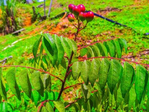 A lush curry leaf tree with red fruit Stock Photos