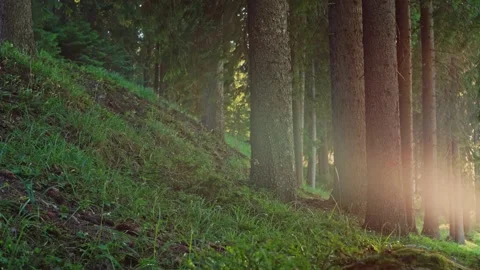 Lush dark pine forest hill landscape. Camera slowly panning left. Stock Footage 203200507