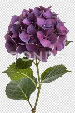 Lush dark purple hydrangea bloom isolated on transparent background Modello PSD
