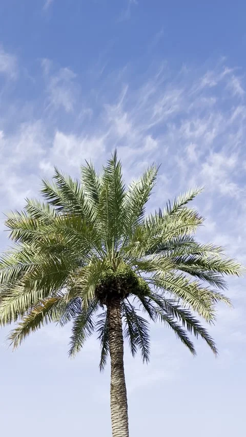 Lush date palm trees in Barkat Al Mawz village near Nizwa Stock Footage 325899980