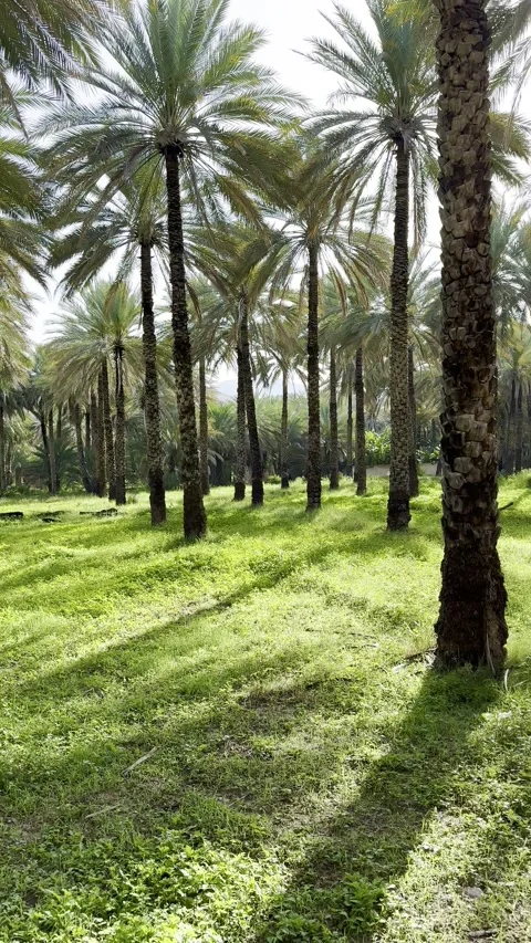 Lush date palm trees in Barkat Al Mawz village near Nizwa Stock Footage 325900013