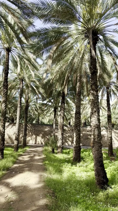 Lush date palm trees in Barkat Al Mawz village near Nizwa Video stock 325900048