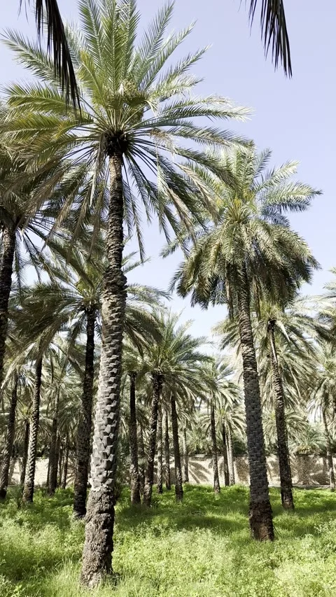 Lush date palm trees in Barkat Al Mawz village near Nizwa Video stock 325900057