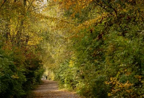Lush Deciduous Tree Forest Fall Colours Fotos Stock