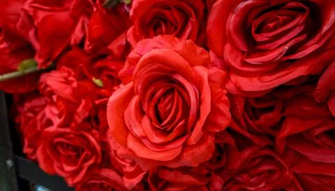 Lush Deep Red Rose Wall Background Stock Photos