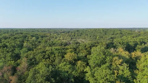 The lush, dense forest canopy near Dampierre en Burly, France, aerial view. Stock Footage 346678011