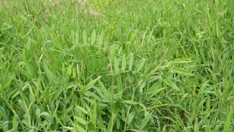 Lush Dense Green Grass pea Stockbeeldmateriaal 332541244