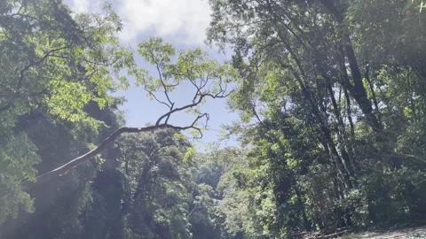 Lush dense jungle canopy frames fallen tree against bright blue sky creating Stock Footage 337946162
