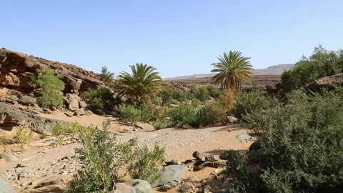 Lush Desert Spring with Palm Trees and Rocky Terrain Stock Footage 336617283