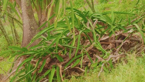 Lush Dragon Fruit Cactus Plants Growing in Koko Crater Botanical Garden, Hawaii Stock Footage 325751655