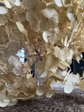 Lush dried hydrangea flower, Close-up of autumn hydrangea blossoms Foto stock