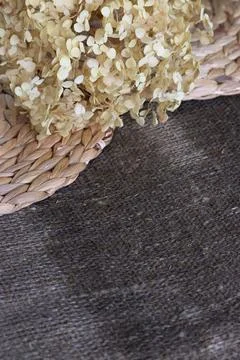 Lush dried hydrangea flower on damp linen burlap and water hyacinth placemats Stock Photos