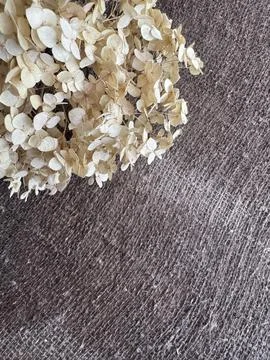 Lush dried hydrangea flower, It lies on damp linen burlap, Autumn background, 스톡 사진