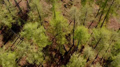 A lush early spring forest from above 4k 25fps video Stock Footage 321487050