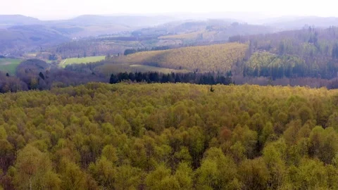 A lush early spring forest landscape 4k 25fps video Stock Footage 321487961