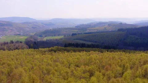 A lush early spring forest landscape 4k 25fps video Stock Footage 321488021