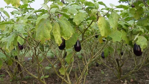 Lush Eggplant Plants Stock-Footage 328526662